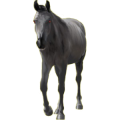 Cheval de selle Quarter Horse Bai Cerise