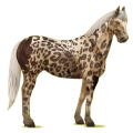 Cheval de selle Quarter Horse Bai