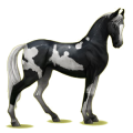 Cheval de selle Marwari Bai Brûlé