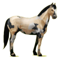 Cheval de selle Paint Horse Pie Tobiano Isabelle