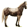 Cheval de selle Quarter Horse Bai Cerise