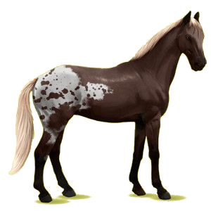 Cheval de selle Trakehner Bai