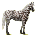 Cheval de selle Quarter Horse Palomino