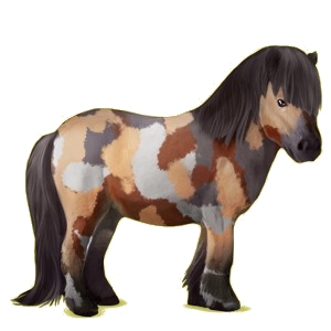 Poney Shetland Bai