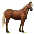 Cheval de selle Quarter Horse Gris Clair