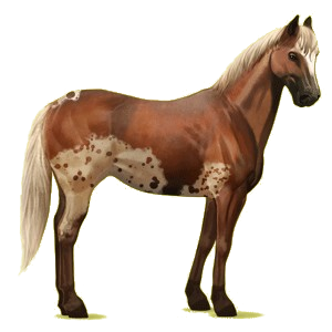 Cheval de selle Quarter Horse Alezan Crins Lavés