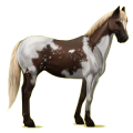 Cheval de selle Quarter Horse Alezan