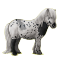 Poney Shetland Pie Tobiano Alezan Brûlé