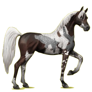 Cheval de selle Arabe Gris Clair