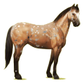 Cheval de selle Quarter Horse Bai