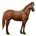 Cheval de selle Quarter Horse Alezan Brûlé