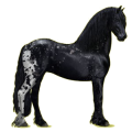 Cheval de selle Frison Noir