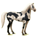 Cheval de selle Isabelle