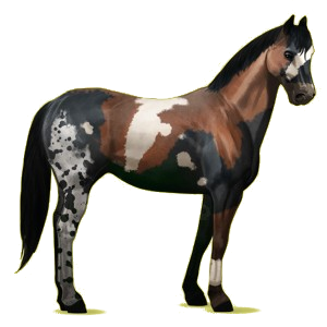 Cheval de selle Quarter Horse Gris Pommelé