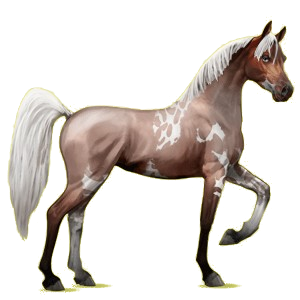 Cheval de selle Arabe Noir