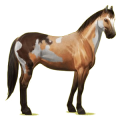 Cheval de selle Paint Horse Pie Tobiano Bai