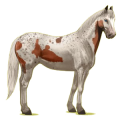 Pégase de selle Quarter Horse Alezan Crins Lavés