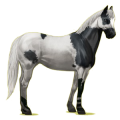 Cheval de selle Paint Horse Pie Overo Noir