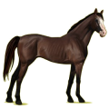 Cheval de selle Pur-Sang Anglais Alezan Brûlé