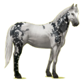 Cheval de selle Palomino Cremello