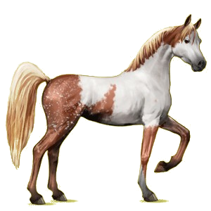 Cheval de selle Arabe Alezan Brûlé