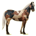 Cheval de selle Paint Horse Pie Overo Bai Brûlé
