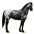 Cheval de selle Quarter Horse Alezan