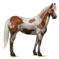 Cheval de selle Paint Horse Pie Alezan Overo