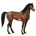 Cheval de selle Mustang Alezan Brûlé Crins Lavés