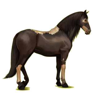 Cheval de selle Lusitanien Gris Pommelé