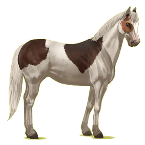 Cheval de selle Quarter Horse Bai Brûlé