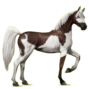 Cheval de selle Arabe Gris Clair