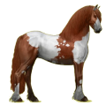 Cheval de selle Frison Noir