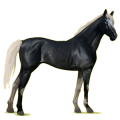 Cheval de selle Pur-Sang Anglais Bai Cerise