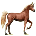 Cheval de selle Arabe de Troie Alezan