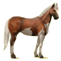 Cheval de selle Quarter Horse Cremello