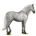 Cheval de selle Lipizzan Gris Clair