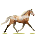 Cheval de selle Trotteur Français Bai