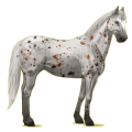 Cheval de selle Appaloosa Leopard Noir