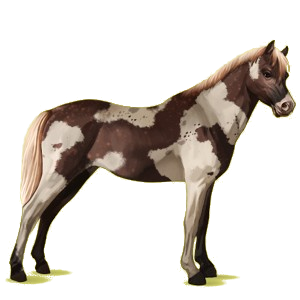 Poney Français de Selle Rouan