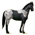 Cheval de selle Appaloosa Blanket Palomino