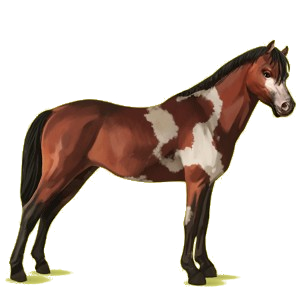 Poney Français de Selle Pie Tobiano Bai Cerise
