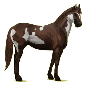 Cheval de selle Quarter Horse Alezan Brûlé