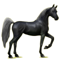 Cheval de selle Arabe Alezan Brûlé Crins Lavés