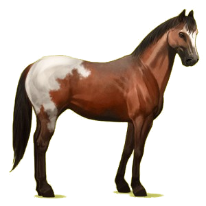 Cheval de selle Quarter Horse Bai Cerise