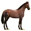Cheval de selle Hunter Irlandais Bai