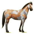 Cheval de selle Appaloosa Spotted Isabelle