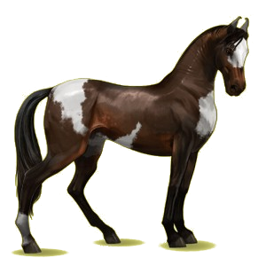 Cheval de selle Marwari Alezan