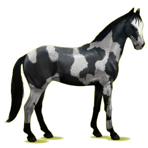 Cheval de selle Selle Français Alezan Brûlé