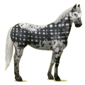 Cheval de selle Quarter Horse Alezan
